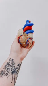 left hand holding a plastic or wooden human heart
